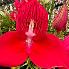 Image result for Disa roeperocharoides