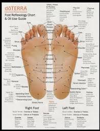 Doterra Foot Reflexology Very Clear Reference Chart