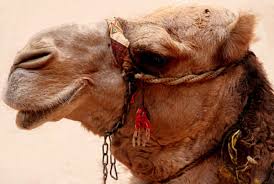 Where it gets fascinating is with these prescient terms that describe camels in minute detail: Jurisdiction Meaning In Arabic