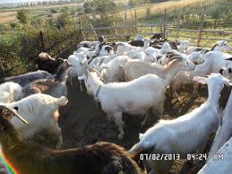 Pe okazii.ro cumperi online produse cu reducere si livrare gratuita din stoc. Vand Capre Stiriagricole Ro