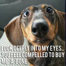 Your eyes are more beautiful than anything i have seen in my life! Look Deeply Into My Eyes Dog Humor