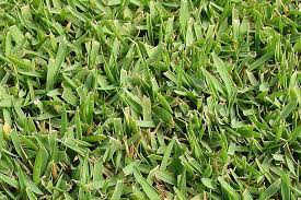 Best Grasses For Residential Landscapes In North Texas Peterson S Landscape