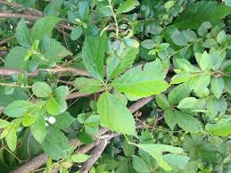 Use them in commercial designs under lifetime, perpetual & worldwide rights. How To Get Rid Of This Weed Hometalk
