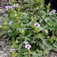 Image result for Barleria mackenii