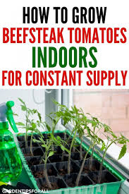 Maybe you would like to learn more about one of these? How To Grow Beefsteak Tomatoes Indoors