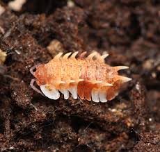 Image result for Pseudechinolaena