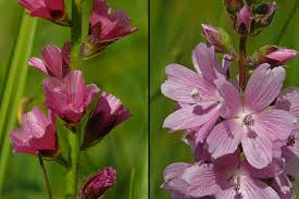 Image result for Thesium cymosum