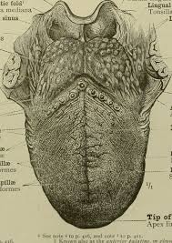 Image result for tonsilla palatina