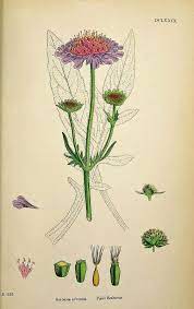 Field Scabious Scabiosa Arvensis English Botany Or Coloured Figures Of British Plants Ed 3 B J E Sowerby Et Al Vol 4 T 679 1865 Botanical Drawings Botanical Art Botanical Illustration