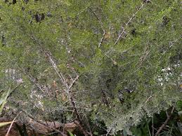 Image result for Searsia rogersii
