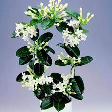 Stephanotis or madagascar jasmine (stephanotis floribunda) a small perfumed climber with white flowers often used in bridal bouquets. Stephanotis Madagascar Jasmine Stephanotis Floribunda My Garden Life