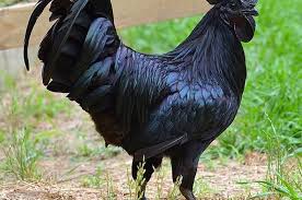 Contoh sketsa gambar ikan paus siap download dan diwarnai. Ayam Cemani Si Ayam Hitam Yang Harganya Mahal Kenalan Yuk Semua Halaman Bobo