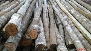 Cara menanam ubi kayu yang benar. Harga Murah Tahan Busuk Kayu Dolken Jadi Bahan Pondasi Favorit Kursrupiah Net