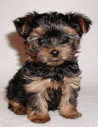 Mini teacup puppy is a famous pet dog business in korea which has a pet dog shop. Silky Terrier Pictures Information And Reviews Cute Small Dogs Teacup Yorkie Puppy Miniature Dogs