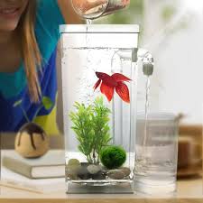Guppies, goldfish, angelfish, guaramis, silver dollars, tiger barbs (cherry barbs or o.k.), some of the larger tetras, and, of. Christmas Child Gift Aquarium Goldfish Betta Fish Tank Simple Self Cleaning Desktop Plastic Creative Ecology Free Water Change Aquariums Tanks Aliexpress