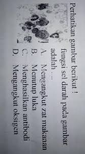 Perhatikan Gambar Berikut Fungsi Sel Darah Pada Gambaradalah A Mengangkut Zat Makananb Menutup Brainly Co Id