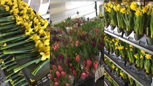 Maybe you would like to learn more about one of these? Daffodil Day A Few More Days To Buy Spring Flowers To Support Cancer Research