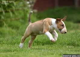 Image result for bulteriér