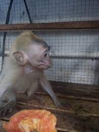 Anak monyet yg dipelihara seperti bayi manusia sejak lahir mempunyai tingka laku seperti bayi manusia. Jual Jual Monyet Pantai Bulu Emas Di Lapak Leon Bukalapak