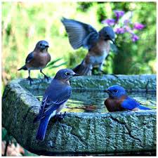 Birds Outside My Window Meme Pin By Diane Mazejka On B I R D Beautiful Birds Animals Beautiful Wild Birds