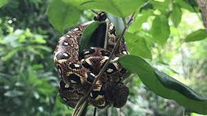 Image result for Burmannia madagascariensis