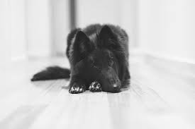 Black And White Sheep Herding Dog Belgian Sheepdog Puppy In Black And White By Wolf Shadow Photography Sheep Dog Puppy Belgian Sheepdog Belgian Shepherd