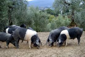 Cinta Senese A Dieci Mesi Dalla Dop Pochi Vantaggi E Tanti Problemi In Piu Per Gli Allevatori Maiale Animali Betta