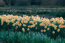 These bulbs will sometimes sprout two flowers. How To Plant Spring Bulbs So They Appear Natural