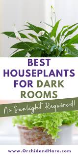 10 Low Light House Plants Indoor Plants That Grow Without Sunlight Low Light House Plants Indoor Plants Low Light Room With Plants