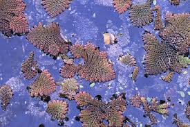 Image result for Azolla pinnata