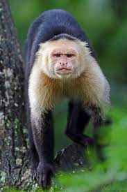 Capuchin Monkey Costa Rica Explored Capuchin Monkey Pet Monkey Wild Animals Photos