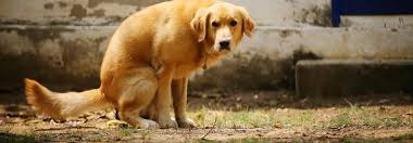 Ihr vorgarten und die bürgersteige wird wieder sauber sein und die hundebesitzer werden sich den hinweis zu herzen nehmen. Wo Darf Der Hund Wenn Er Mal Muss Tierwelt