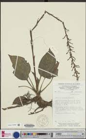 Image result for Manniella