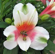 Allium Ampeloprasum Alstroemeria Lily Plants Easy To Grow Bulbs