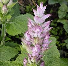 Image result for Salvia sclarea