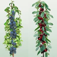 Mini Fruit Trees Cherry Plum Need To Find These In The Us I Had Pole Apples At My Previous House B Growing Fruit Trees Miniature Fruit Trees Fruit Trees