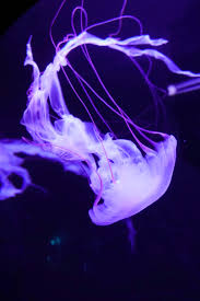 It is compatible with all android devices (required android we have made: Jellyfish Hd Wallpapers Backgrounds