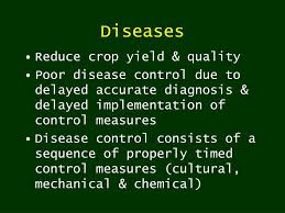 • ungrounded and incorrect use of antibiotics leading to antibiotic resistance of microbes; Ppt Integrated Pest Management In Watermelon Powerpoint Presentation Id 6080070