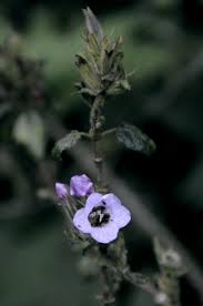 Image result for Mimulopsis