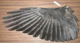 Birds Of The Same Feather Are The Same Birds Crow Wings Underside Of Same Wing Crow Bird Wings Bird Wings