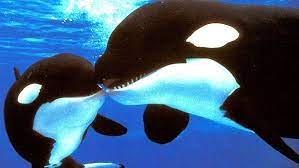 We did not find results for: Granny L Orque De 103 Ans Qui Fait Trembler Seaworld