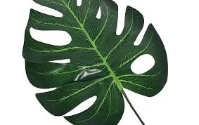 Gambar Daun Monstera Hd Us 0 42 16 Off 20pcs Fake Faux Artificial Tropical Palm Leaves Green Monstera Leaves For Home Kitchen Party Gambar Daun Pemandangan