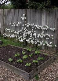Espalier Fruit Trees Espalier Fruit Trees Apple Tree Blossoms
