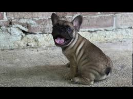 We did not find results for: French Bulldog Puppies Blue Fawn And Blue Sable Youtube
