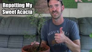 Image result for Acacia afra