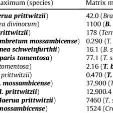 Image result for Maerua prittwitzii