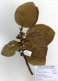 Image result for Ficus trichopoda