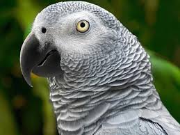 Sering Berkata 'Kotor', Burung Beo di Inggris Ini Malah Populer dan jadi  Sorotan Internasional - Global Liputan6.com