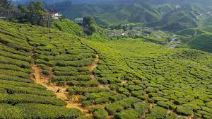 Initially a supplier of tea leaves to leading malaysian and international brands, today the company is growing its retail presence with popular brands like cameron valley. Tea Plantations In The Cameron Highlands In Malaysia