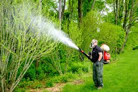 Overview of Evaluating and Understanding Exterminator Fleas in North  Easton, MA